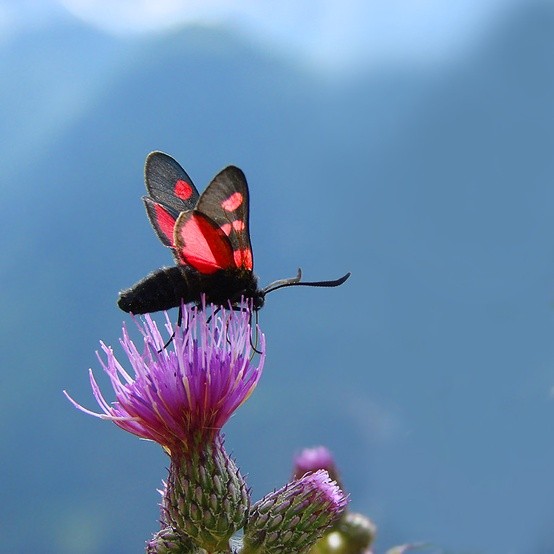 Photo:  Zygaena lonicerae